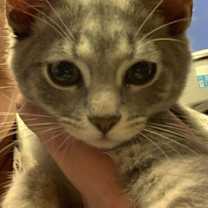 adopt-pet