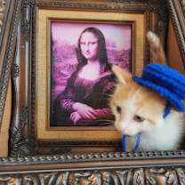 adopt-pet
