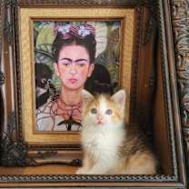 adopt-pet