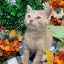 adopt-pet