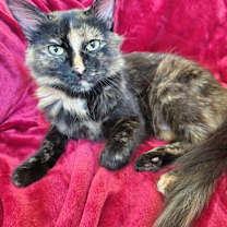 adopt-pet