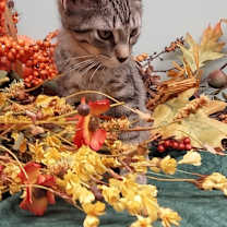 adopt-pet