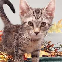adopt-pet