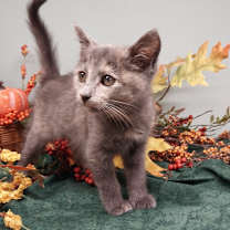 adopt-pet