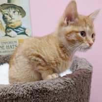 adopt-pet