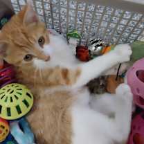 adopt-pet