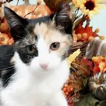 adopt-pet