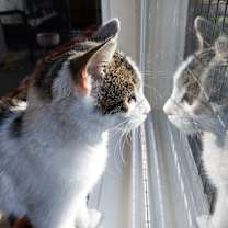 adopt-pet