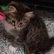 adopt-pet