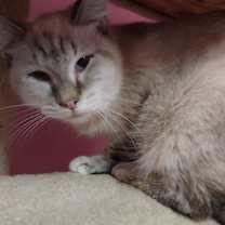 adopt-pet