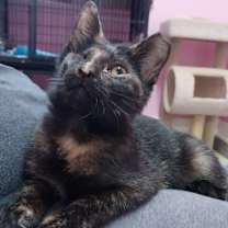 adopt-pet