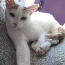 adopt-pet
