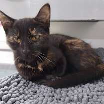 adopt-pet