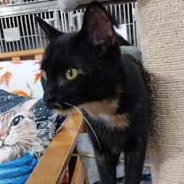 adopt-pet