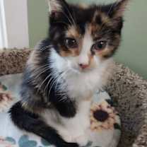 adopt-pet