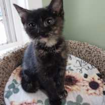 adopt-pet