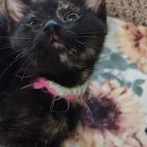 adopt-pet