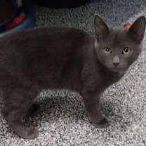 adopt-pet