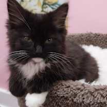 adopt-pet