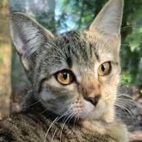 Thumbnail photo of Tabitha #1