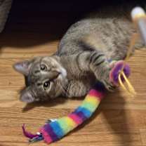 Thumbnail photo of Febe #3