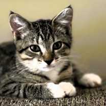 Thumbnail photo of Tipps - Ranch Litter #1