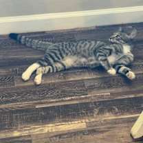 Thumbnail photo of Tipps - Ranch Litter #2