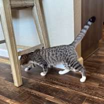 Thumbnail photo of Tipps - Ranch Litter #3