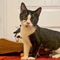 Thumbnail photo of *Phantom #1