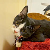 Thumbnail photo of *Phantom #2