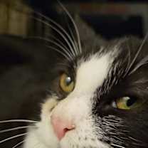 Thumbnail photo of *Phantom #3