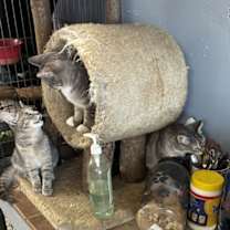 Thumbnail photo of Maggie, Millie, Biscuit & Muffin #3