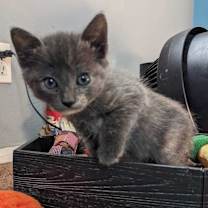 Thumbnail photo of Pilsner #2