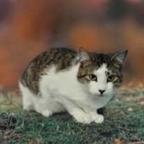 Thumbnail photo of Pippin #4