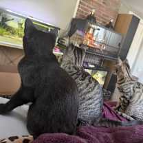 Thumbnail photo of 1st Timmy 2nd Coal 3rd Phoenix #4