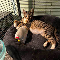 Thumbnail photo of Daphne #1