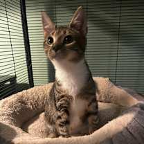 Thumbnail photo of Daphne #2