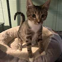 Thumbnail photo of Daphne #3