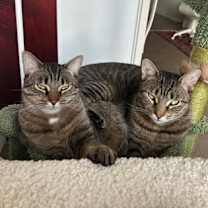 Thumbnail photo of Fred *MUST BE ADOPTED WITH BAR #3