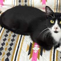 Thumbnail photo of Sadie #1