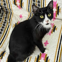 Thumbnail photo of Sadie #4