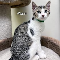 Thumbnail photo of Maxi #1