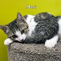 Thumbnail photo of Maxi #3