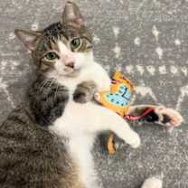 Thumbnail photo of Celery Cypress #1