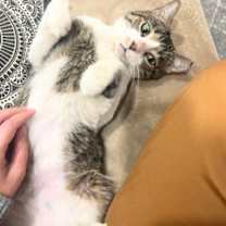 Thumbnail photo of Celery Cypress #2