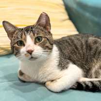 Thumbnail photo of Celery Cypress #3