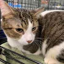 Thumbnail photo of Beau #2