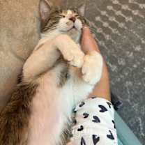 Thumbnail photo of Celery Cypress #4