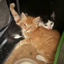 Thumbnail photo of Heathcliff (& Felix) #3