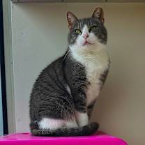 Thumbnail photo of Gracie #1